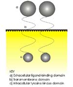 ERB receptor