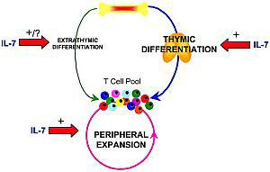 IL-7 boosting T-cells outside the thymus IL-7 boosting T-cells outside the thymus