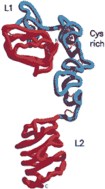 Computer generated  model of the first half of the IGF-1 receptor molecule