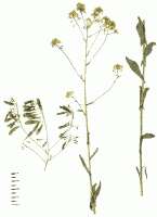 woad -- one of the herbs in PC SPES