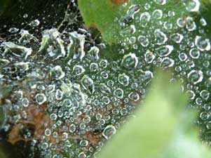 Wet Web by Dinny